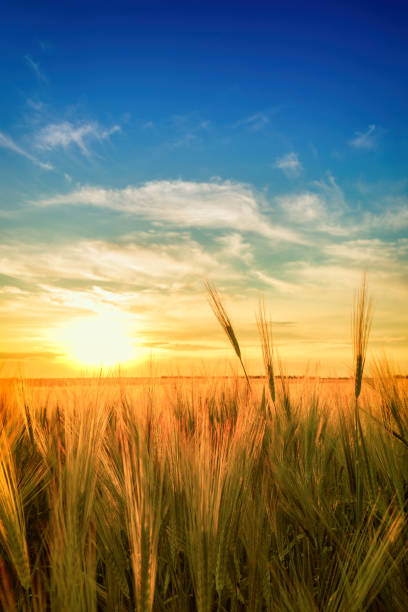 chiostri sullo sfondo del sole - field vertical agriculture crop foto e immagini stock