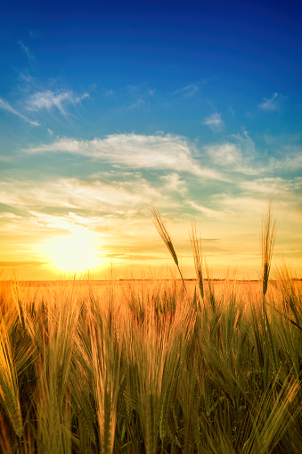 sunset or sunrise landscape Golden glades with spikelets on the background of the horizon with rich blue skies and sunshine