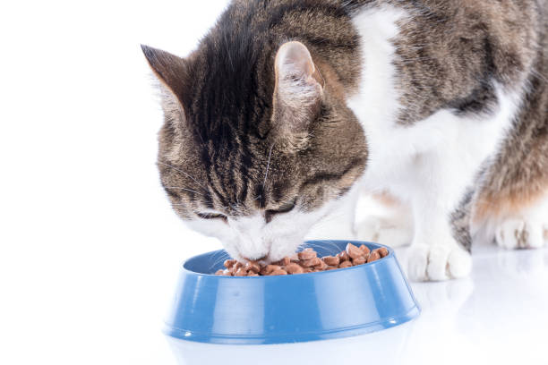 istock Cat eating wet food 697317320