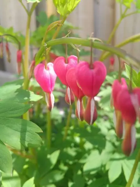 Photo of Bleeding Hearts Flowers