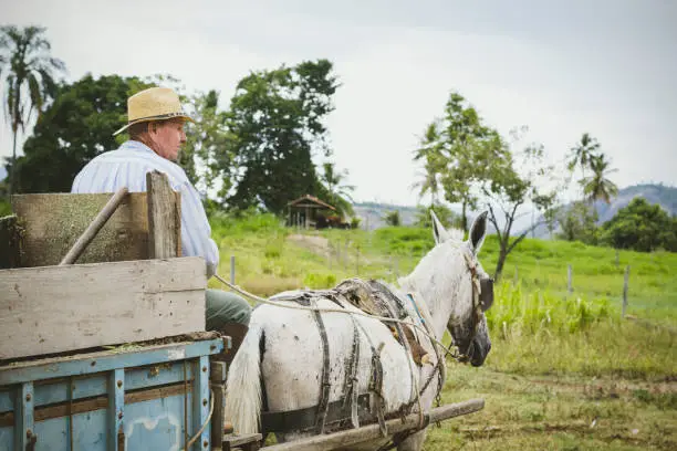 Old senior farmer riding a horse cart, wearing hat and traditional clothes in his farm.