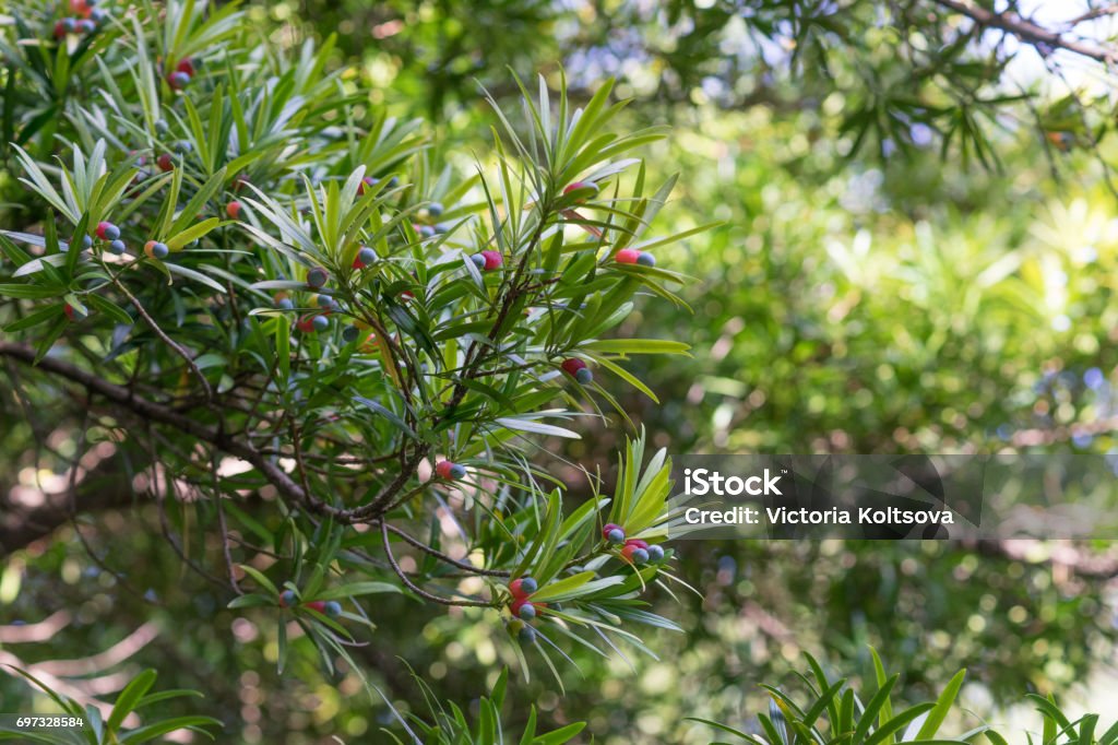 Tropical Podocarpus tree with ripened fruits on blurred green background Backgrounds Stock Photo