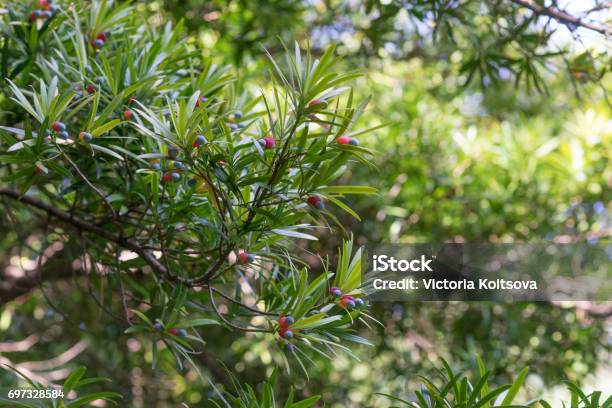 Tropical Podocarpus Tree With Ripened Fruits On Blurred Green Background Stock Photo - Download Image Now