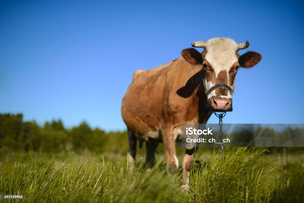 Gamar Sapi Perah Sapi Perah Di Pedesaan Langit Indah Di Latar Belakang Seekor Sapi Perah ...