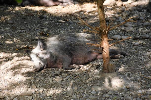 istock wildlife wild boar near the forest 697330194