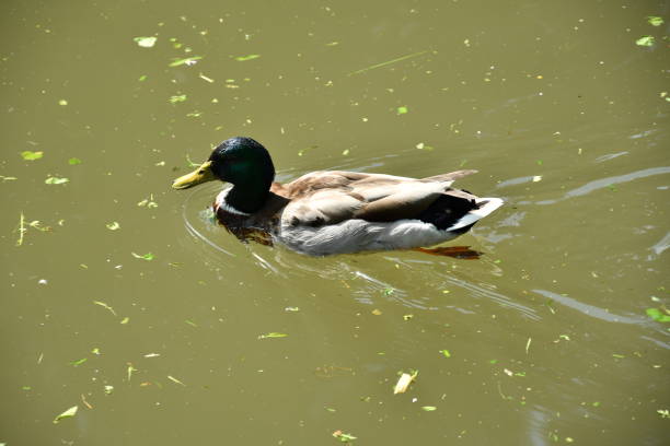 istock Wildlife Ducks on the water 697330344