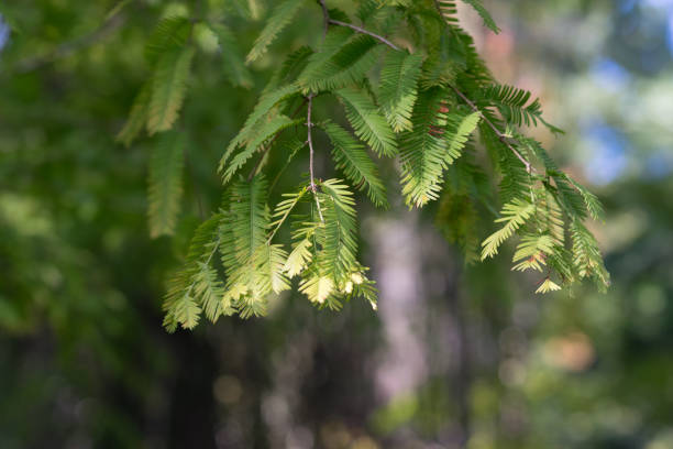 istock green branches of larch on blurred background with bokeh 697333142