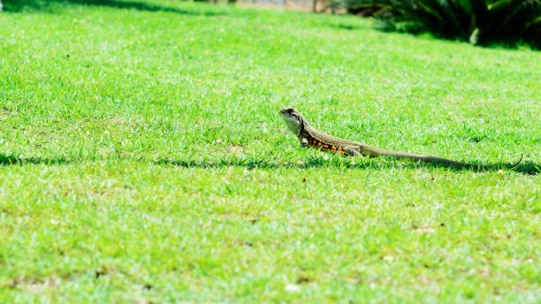 istock Ground lizards animal on grass green background 697333804