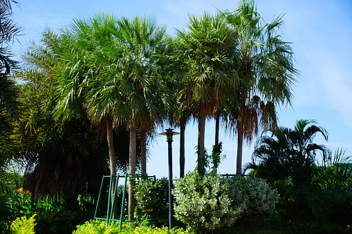 Palm Tree in Sri Nagarindra Park Nonthaburi