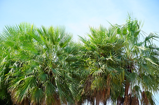 Public Park, Miami, Florida , Palm Tree in Sri Nagarindra Park Nonthaburi