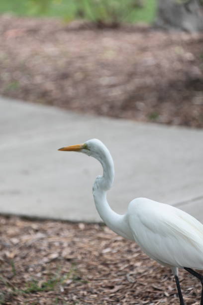 istock The Great egret is walking in the park. 697336696