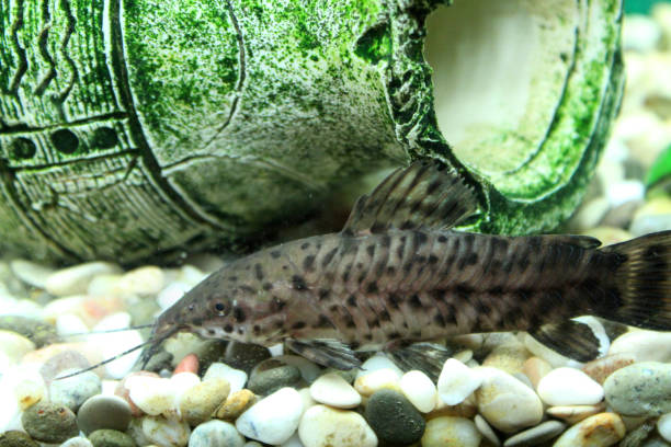 istock Hoplosternum thoracatum in aquarium 697339508
