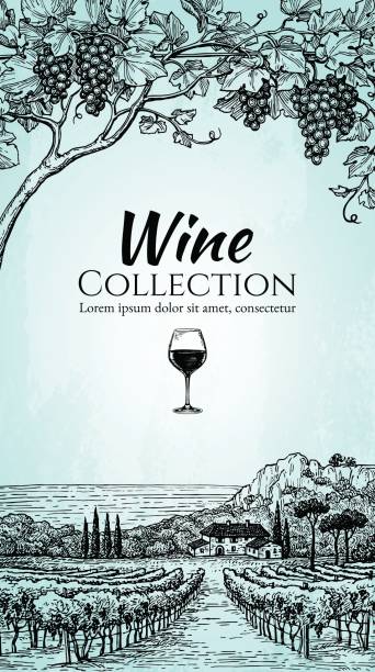 illustrations, cliparts, dessins animés et icônes de modèle de conception de carte des vins. - vignoble