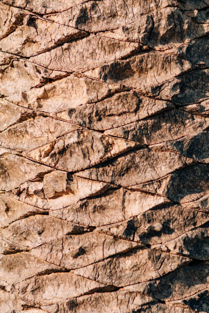 The texture of the bark of a palm tree.