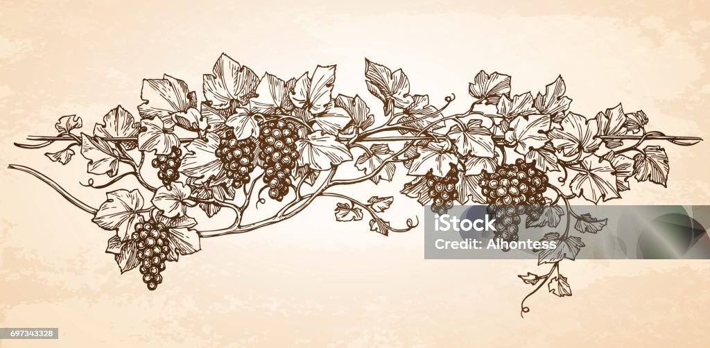 Main sur illustration vectorielle de raisins. - clipart vectoriel de Vignoble libre de droits