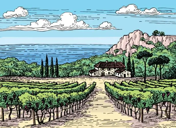 Vector illustration of Hand drawn vineyard landscape.