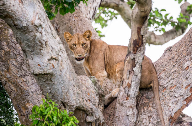 istock Lioness on a big tree. Close-up. Uganda. East Africa. 697343970