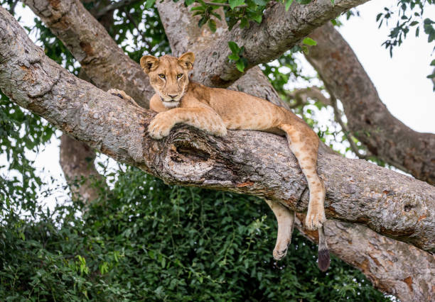 istock Lioness lying on a big tree. Close-up. Uganda. East Africa. 697343982