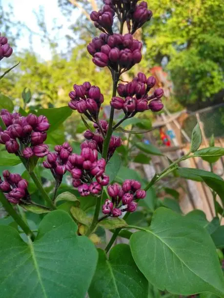 Photo of Lilac Bushes