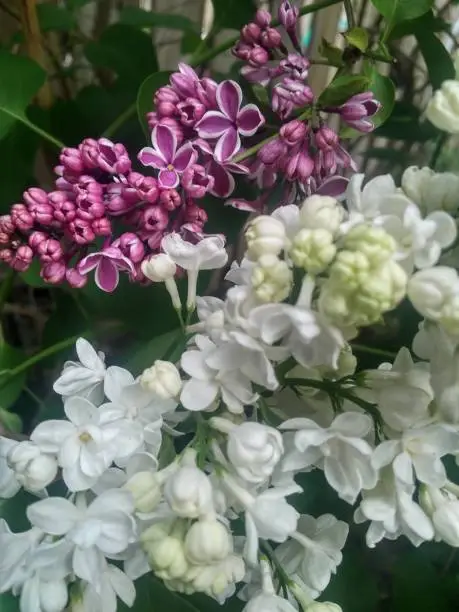 Photo of Lilac Bushes