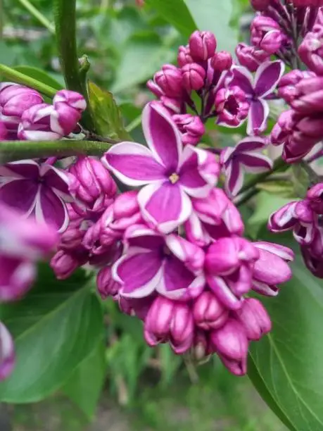 Photo of Lilac Bushes