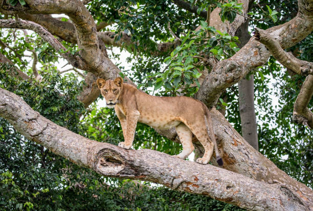 istock Lioness on a big tree. Close-up. Uganda. East Africa. 697344096