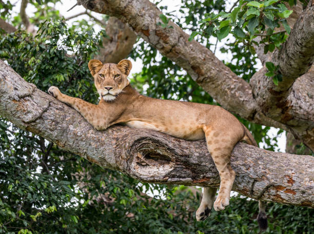 istock Lioness lying on a big tree. Close-up. Uganda. East Africa. 697344134
