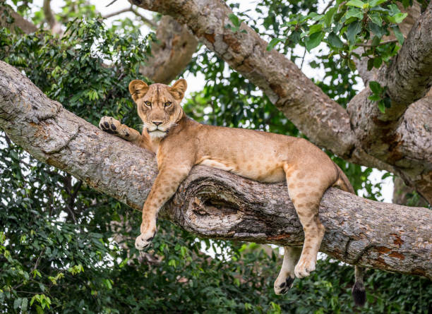 istock Lioness lying on a big tree. Close-up. Uganda. East Africa. 697344168
