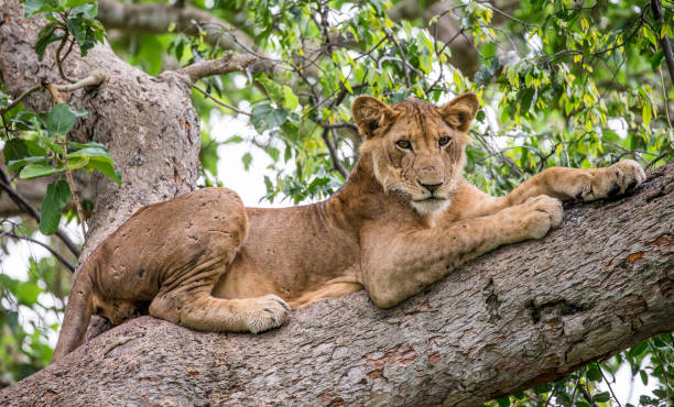 istock Lioness lying on a big tree. Close-up. Uganda. East Africa. 697344184