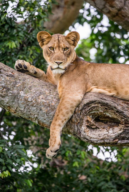 istock Lioness lying on a big tree. Close-up. Uganda. East Africa. 697344218