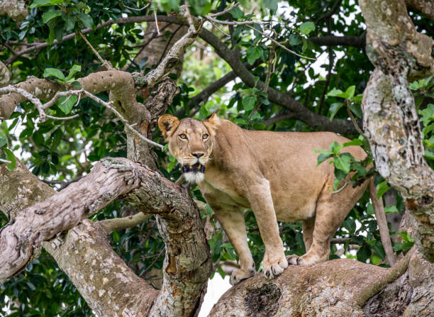 istock Lioness on a big tree. Close-up. Uganda. East Africa. 697344236
