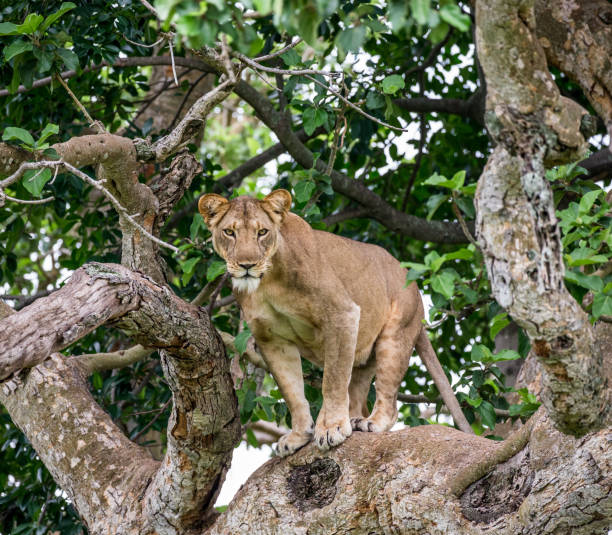 istock Lioness on a big tree. Close-up. Uganda. East Africa. 697344240