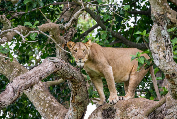 istock Lioness on a big tree. Close-up. Uganda. East Africa. 697344280