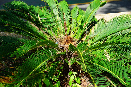 Public Park, Miami, Florida , Palm Tree in Sri Nagarindra Park Nonthaburi