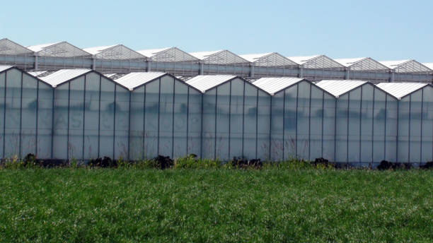 istock Agricultural Greenhouse Building Exterior View 697344746