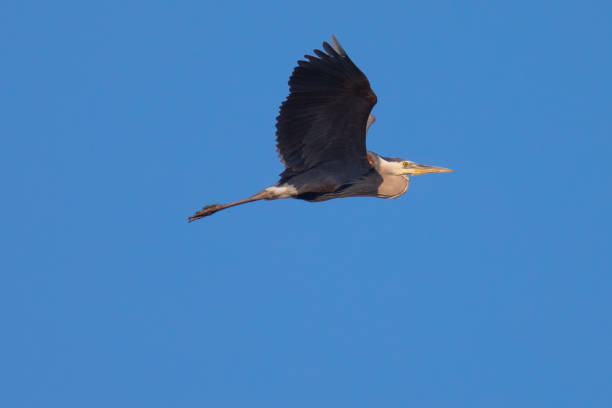 istock Great blue heron flying over  a North California marsh 697347486