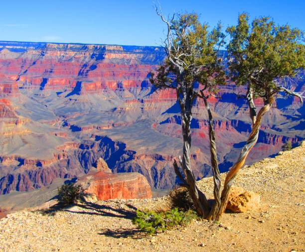 istock Grand Canyon, North Rim in Spring 697347666
