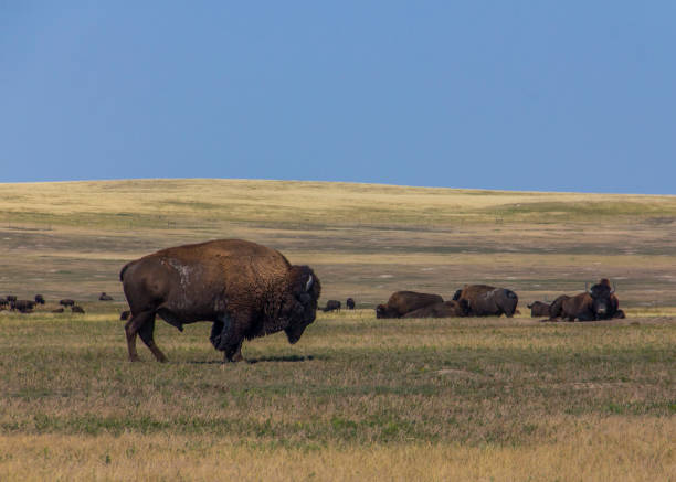 istock Grazing Buffalo of South Dakota 697347682