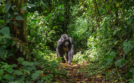 Gorila macho dominante de la montaña en la selva. Uganda. Bwindi Impenetrable Parque Nacional del bosque. photo