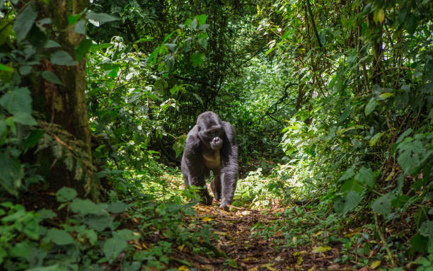 Dominant male mountain gorilla in rainforest. Uganda. Bwindi Impenetrable Forest National Park. Dominant male mountain gorilla in rainforest. Uganda. Bwindi Impenetrable Forest National Park. An excellent illustration. gorilla photos stock pictures, royalty-free photos & images