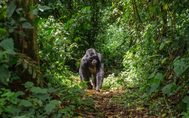 Dominant male mountain gorilla in rainforest. Uganda. Bwindi Impenetrable Forest National Park. An excellent illustration.