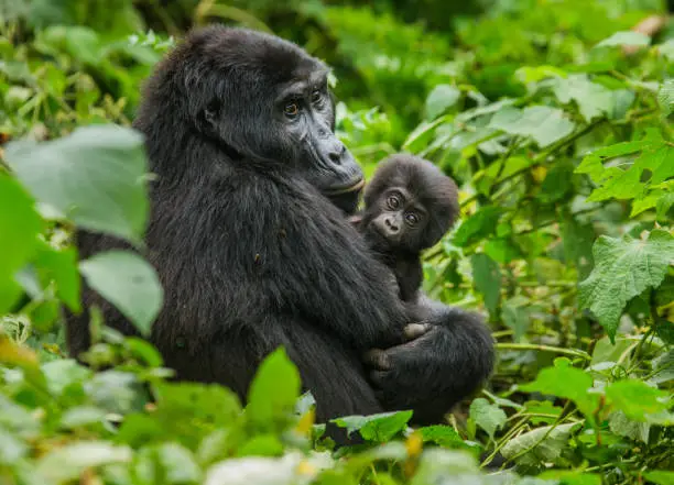 Female mountain gorilla with a baby. Uganda. Bwindi Impenetrable Forest National Park. An excellent illustration.