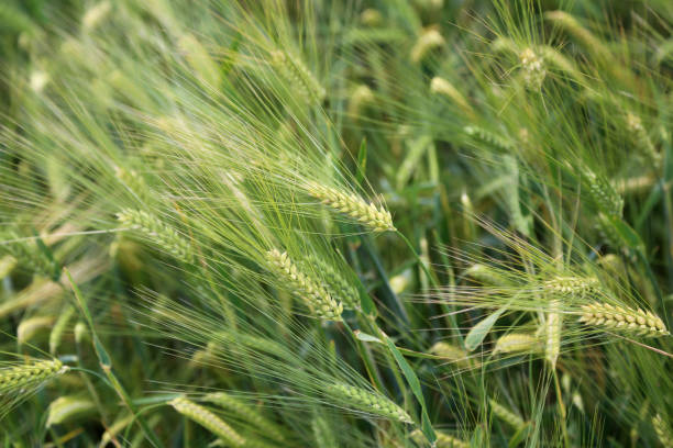 istock Green ears of corn on the wheat field 697351232