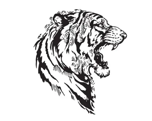 Vector illustration of Detail Realistic Hand Drawing Angry Tiger Head Illustration