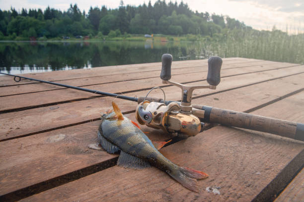 The hooked fish a perch with a fishing bait.