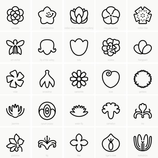 illustrations, cliparts, dessins animés et icônes de icônes de fleur - lsu