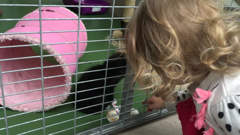 Little girl looking to re-home a kitten from a pet rescue center