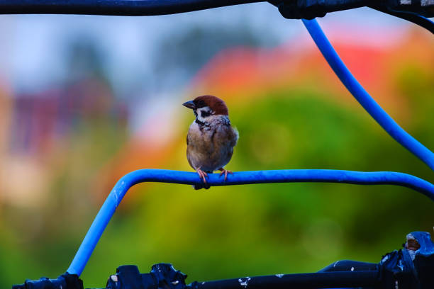 istock Eurasian tree sparrow, bird, on the wire with green natural background 697358480