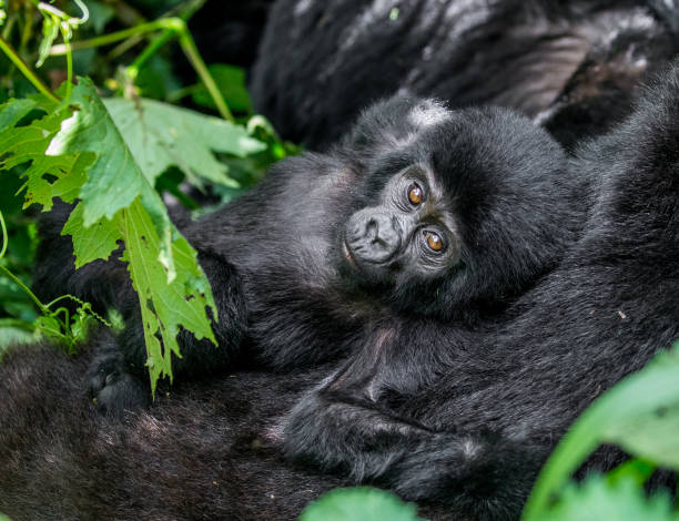 Portrait of the baby mountain gorilla. Uganda. Bwindi Impenetrable Forest National Park. stock photo