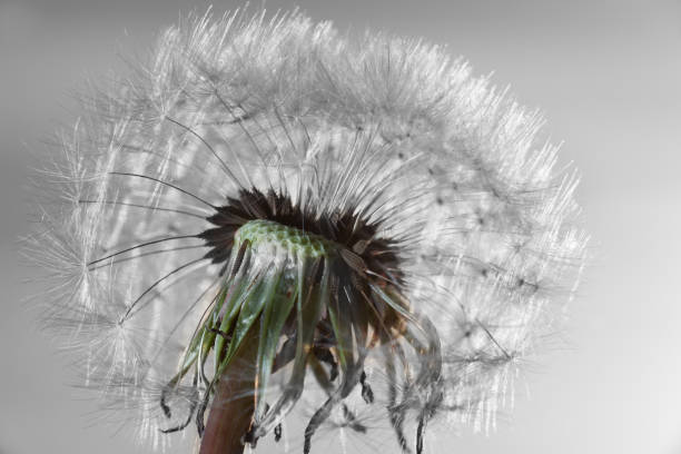 istock White dandelions  in a meadow. 697358760